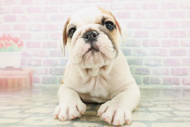 北海道のブルドッグ (Coo&RIKU函館店/2026年8月3日生まれ/男の子/レッドホワイト)の子犬の1枚目の画像