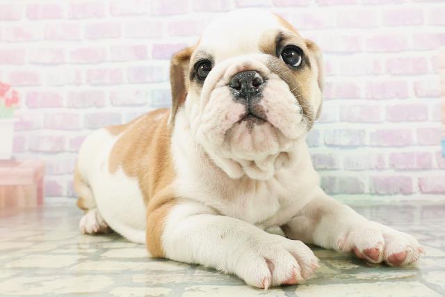 北海道のブルドッグ (Coo&RIKU函館店/2026年8月3日生まれ/男の子/レッドホワイト)の子犬の3枚目の画像