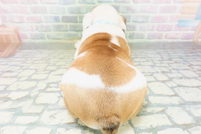北海道のブルドッグ (Coo&RIKU函館店/2026年8月3日生まれ/男の子/レッドホワイト)の子犬の4枚目の画像