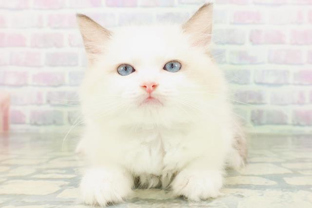 福井県のラグドール (Coo&RIKU福井店/2026年7月31日生まれ/男の子/シールポイントバイカラー)の子猫の1枚目の画像