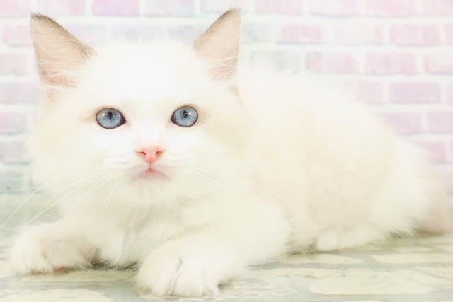 福井県のラグドール (Coo&RIKU福井店/2026年7月31日生まれ/男の子/シールポイントバイカラー)の子猫の2枚目の画像