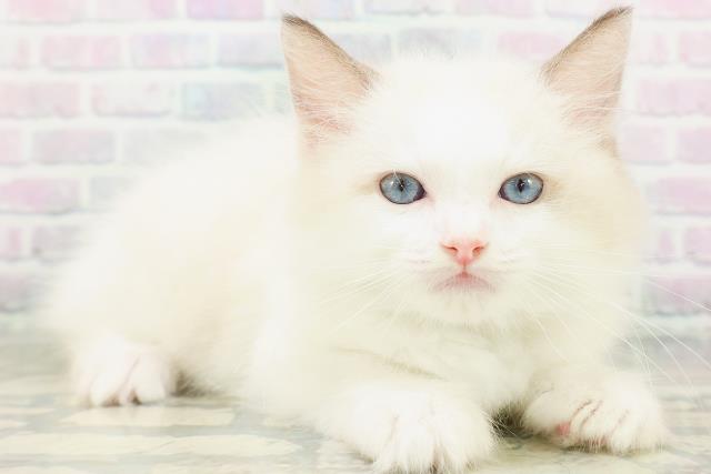 福井県のラグドール (Coo&RIKU福井店/2026年7月31日生まれ/男の子/シールポイントバイカラー)の子猫の3枚目の画像