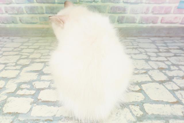 福井県のラグドール (Coo&RIKU福井店/2026年7月31日生まれ/男の子/シールポイントバイカラー)の子猫の4枚目の画像