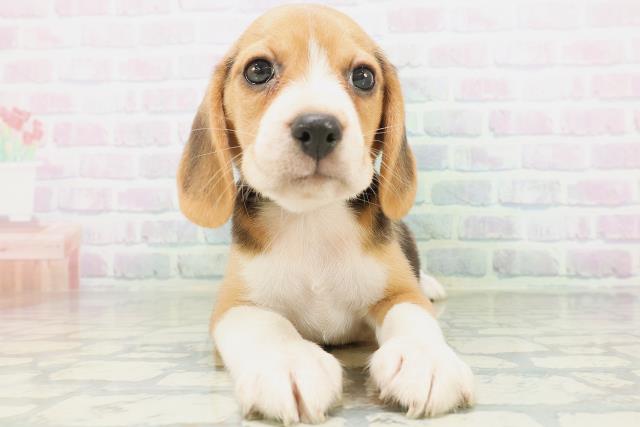 宮城県のビーグル (Coo&RIKU仙台太白店/2026年8月3日生まれ/男の子/ブラックタンホワイト)の子犬の1枚目の画像