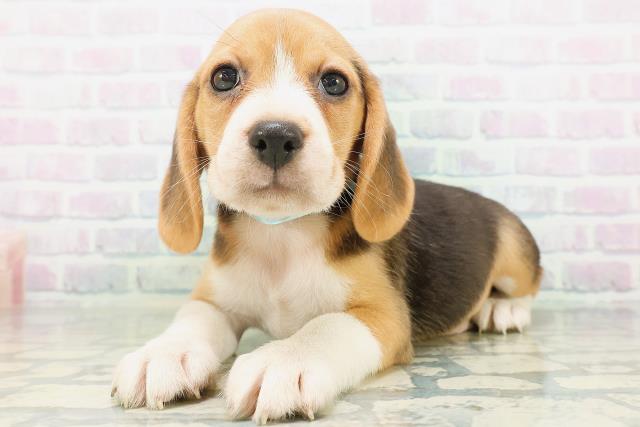 宮城県のビーグル (Coo&RIKU仙台太白店/2026年8月3日生まれ/男の子/ブラックタンホワイト)の子犬の2枚目の画像