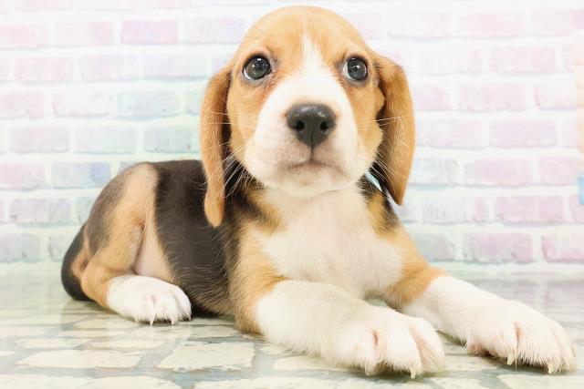 宮城県のビーグル (Coo&RIKU仙台太白店/2026年8月3日生まれ/男の子/ブラックタンホワイト)の子犬の3枚目の画像