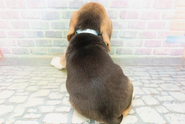 宮城県のビーグル (Coo&RIKU仙台太白店/2026年8月3日生まれ/男の子/ブラックタンホワイト)の子犬の4枚目の画像
