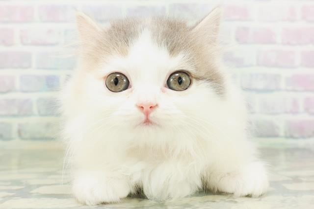 秋田県のマンチカン (Coo&RIKU秋田店/2026年8月4日生まれ/女の子/ダイリュートキャリコ)の子猫の1枚目の画像