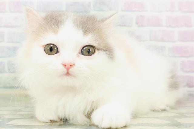 秋田県のマンチカン (Coo&RIKU秋田店/2026年8月4日生まれ/女の子/ダイリュートキャリコ)の子猫の2枚目の画像