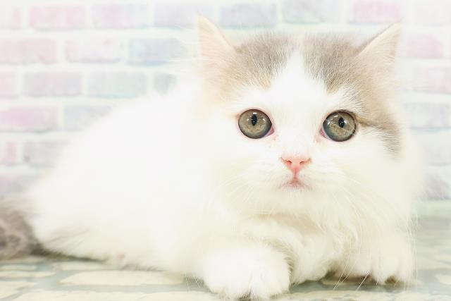 秋田県のマンチカン (Coo&RIKU秋田店/2026年8月4日生まれ/女の子/ダイリュートキャリコ)の子猫の3枚目の画像