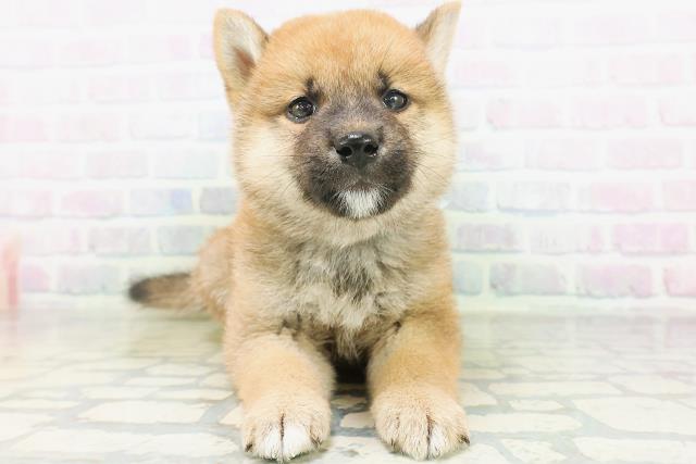 柴犬