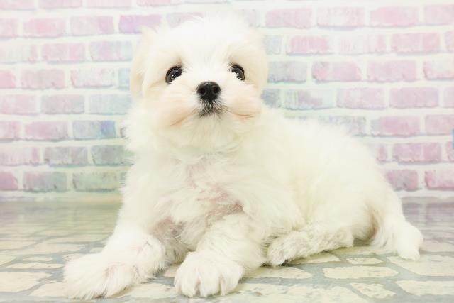 北海道のマルチーズ (Coo&RIKU釧路店/2026年8月2日生まれ/男の子/ホワイト)の子犬の2枚目の画像