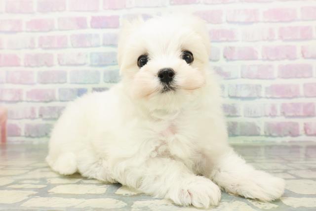 北海道のマルチーズ (Coo&RIKU釧路店/2026年8月2日生まれ/男の子/ホワイト)の子犬の3枚目の画像