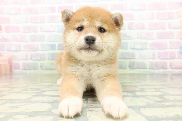 柴犬