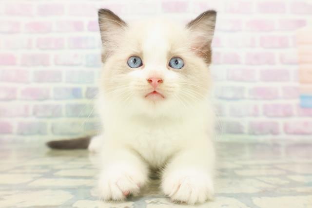 東京都のラグドール (Coo&RIKU中野サンモール店/2026年8月3日生まれ/男の子/シールポイントバイカラー)の子猫の1枚目の画像