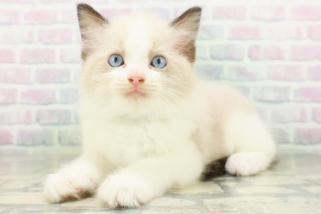 東京都のラグドール (Coo&RIKU中野サンモール店/2026年8月3日生まれ/男の子/シールポイントバイカラー)の子猫の2枚目の画像