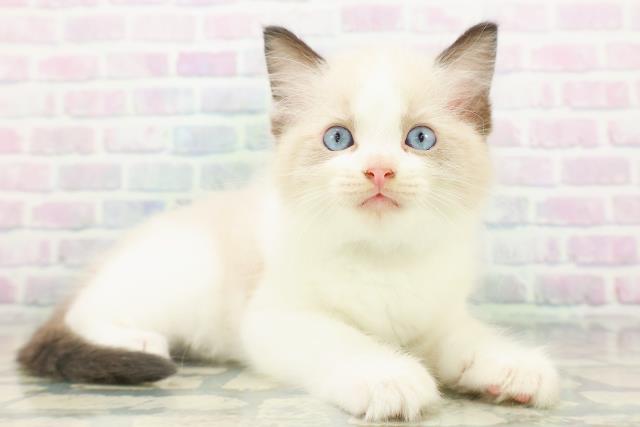 東京都のラグドール (Coo&RIKU中野サンモール店/2026年8月3日生まれ/男の子/シールポイントバイカラー)の子猫の3枚目の画像