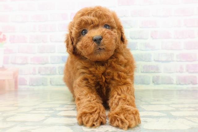 トイ・プードル