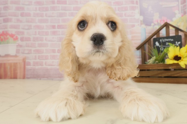 大分県のアメリカンコッカースパニエル (Coo&RIKU大分店/2025年9月9日生まれ/男の子/バフ)の子犬の1枚目の画像