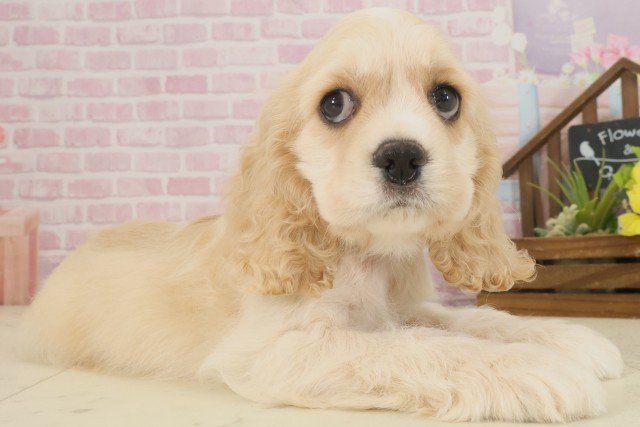大分県のアメリカンコッカースパニエル (Coo&RIKU大分店/2025年9月9日生まれ/男の子/バフ)の子犬の2枚目の画像