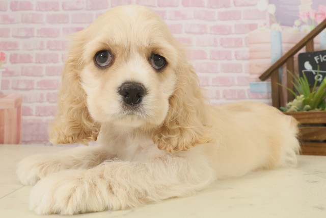 大分県のアメリカンコッカースパニエル (Coo&RIKU大分店/2025年9月9日生まれ/男の子/バフ)の子犬の3枚目の画像