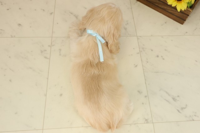 大分県のアメリカンコッカースパニエル (Coo&RIKU大分店/2025年9月9日生まれ/男の子/バフ)の子犬の4枚目の画像
