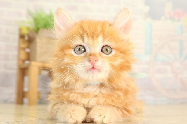 三重県のアメリカンカール (Coo&RIKU四日市店/2026年7月27日生まれ/男の子/レッドタビー)の子猫の1枚目の画像