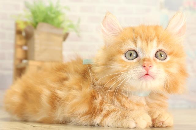 三重県のアメリカンカール (Coo&RIKU四日市店/2026年7月27日生まれ/男の子/レッドタビー)の子猫の2枚目の画像