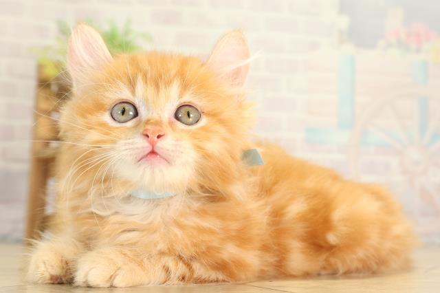 三重県のアメリカンカール (Coo&RIKU四日市店/2026年7月27日生まれ/男の子/レッドタビー)の子猫の3枚目の画像