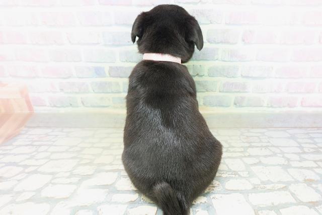 埼玉県のパグ (Coo&RIKUヤオコー幸手店/2026年8月3日生まれ/女の子/ブラック)の子犬の4枚目の画像