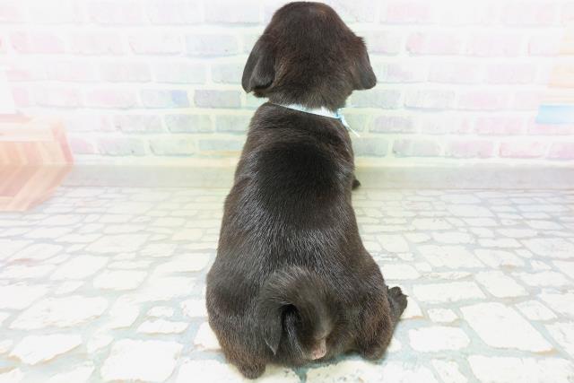 神奈川県のパグ (Coo&RIKU横浜青葉店/2026年8月3日生まれ/男の子/ブラック)の子犬の4枚目の画像