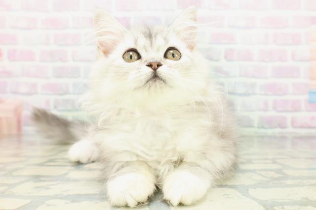 東京都のミヌエット (Coo&RIKU東久留米店/2026年7月12日生まれ/女の子/シルバータビー)の子猫の1枚目の画像