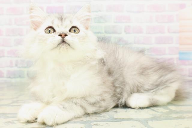 東京都のミヌエット (Coo&RIKU東久留米店/2026年7月12日生まれ/女の子/シルバータビー)の子猫の2枚目の画像