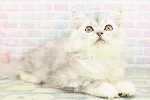 東京都のミヌエット (Coo&RIKU東久留米店/2026年7月12日生まれ/女の子/シルバータビー)の子猫の3枚目の画像