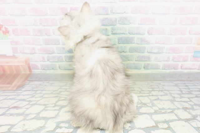 東京都のミヌエット (Coo&RIKU東久留米店/2026年7月12日生まれ/女の子/シルバータビー)の子猫の4枚目の画像
