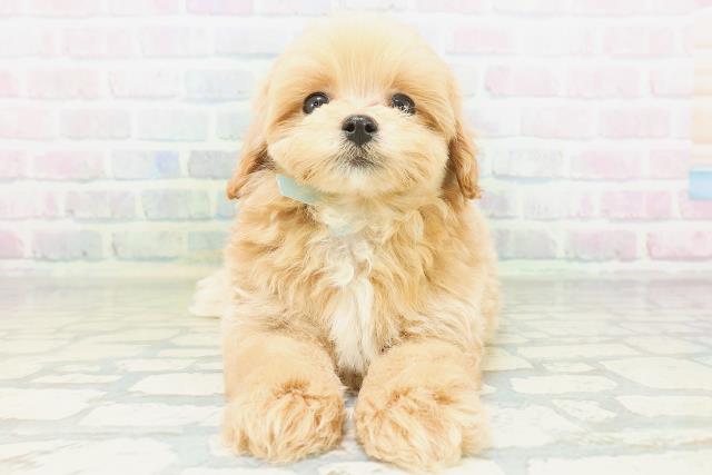 神奈川県のマルプー(マルチーズ×プードル) (Coo&RIKU横浜旭店/2026年8月5日生まれ/男の子/アプリコットホワイト)の子犬の1枚目の画像