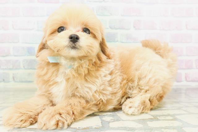 神奈川県のマルプー(マルチーズ×プードル) (Coo&RIKU横浜旭店/2026年8月5日生まれ/男の子/アプリコットホワイト)の子犬の2枚目の画像
