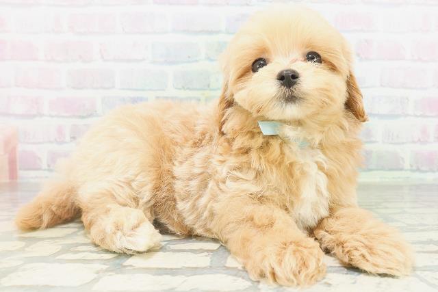 神奈川県のマルプー(マルチーズ×プードル) (Coo&RIKU横浜旭店/2026年8月5日生まれ/男の子/アプリコットホワイト)の子犬の3枚目の画像