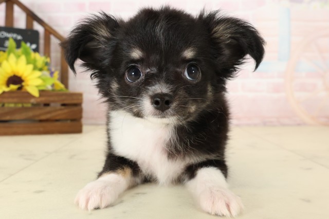 長崎県のチワワ(ロング) (Coo&RIKU大村店/2026年8月3日生まれ/男の子/ブラックタンホワイト)の子犬の1枚目の画像