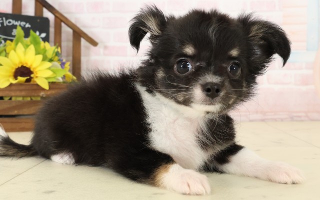 長崎県のチワワ(ロング) (Coo&RIKU大村店/2026年8月3日生まれ/男の子/ブラックタンホワイト)の子犬の2枚目の画像