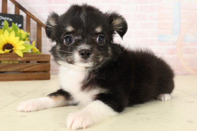 長崎県のチワワ(ロング) (Coo&RIKU大村店/2026年8月3日生まれ/男の子/ブラックタンホワイト)の子犬の3枚目の画像