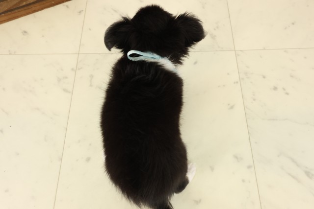 長崎県のチワワ(ロング) (Coo&RIKU大村店/2026年8月3日生まれ/男の子/ブラックタンホワイト)の子犬の4枚目の画像
