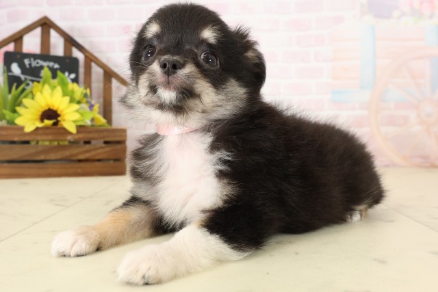 福岡県のチワワ(ロング) (Coo&RIKU小倉店/2026年8月3日生まれ/女の子/ブラックタンホワイト)の子犬の3枚目の画像