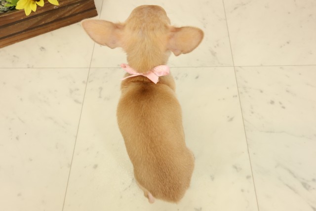 福岡県のチワワ(スムース) (Coo&RIKU久留米店/2026年7月28日生まれ/女の子/フォーン)の子犬の4枚目の画像