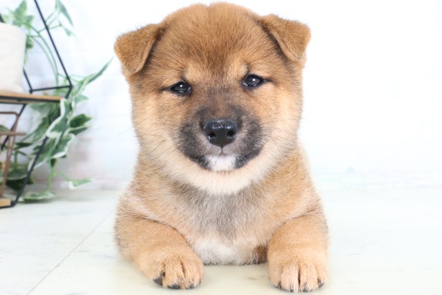 福岡県の豆柴 (Coo&RIKU福岡東店/2026年8月1日生まれ/女の子/赤)の子犬の1枚目の画像