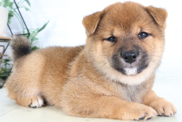 福岡県の豆柴 (Coo&RIKU福岡東店/2026年8月1日生まれ/女の子/赤)の子犬の2枚目の画像