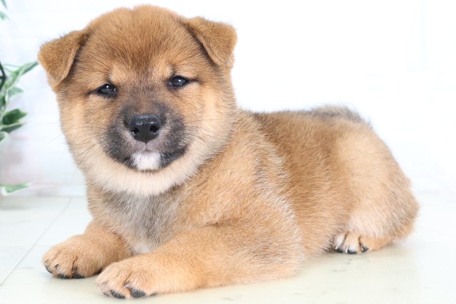 福岡県の豆柴 (Coo&RIKU福岡東店/2026年8月1日生まれ/女の子/赤)の子犬の3枚目の画像
