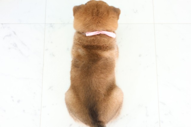 福岡県の豆柴 (Coo&RIKU福岡東店/2026年8月1日生まれ/女の子/赤)の子犬の4枚目の画像