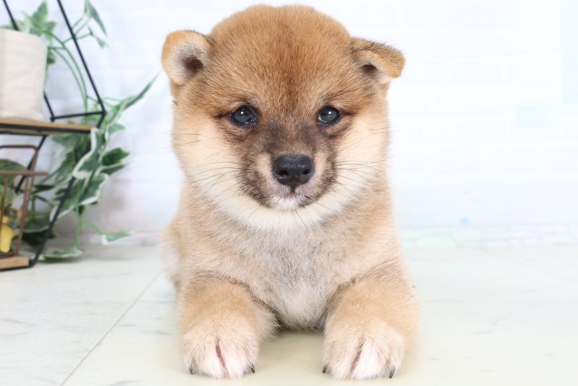 長崎県の豆柴 (Coo&RIKU大村店/2026年8月2日生まれ/女の子/赤)の子犬の1枚目の画像