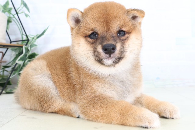 長崎県の豆柴 (Coo&RIKU大村店/2026年8月2日生まれ/女の子/赤)の子犬の2枚目の画像